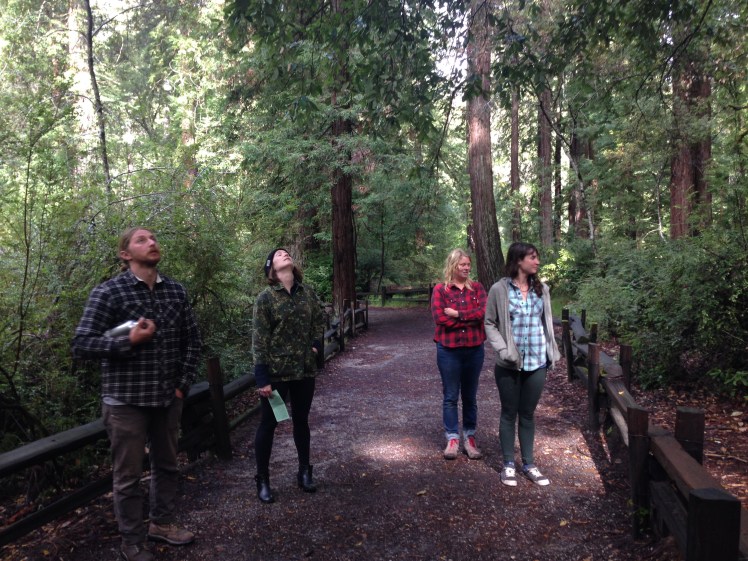 Checking out the tall trees